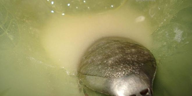 Рецепт мусса лимонного