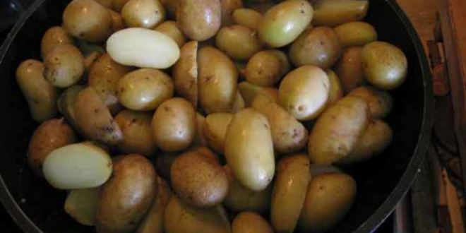 Рецепт лисичек жареных с картофелем