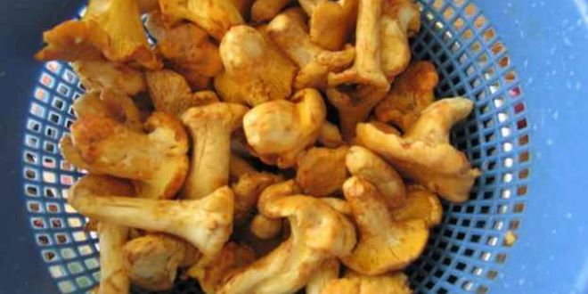 Рецепт лисичек жареных с картофелем