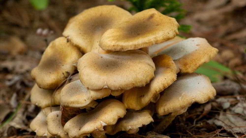 Как приготовить осенние опята тушенные в сметане