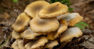 Рецепт Осенних опят тушенных в сметане