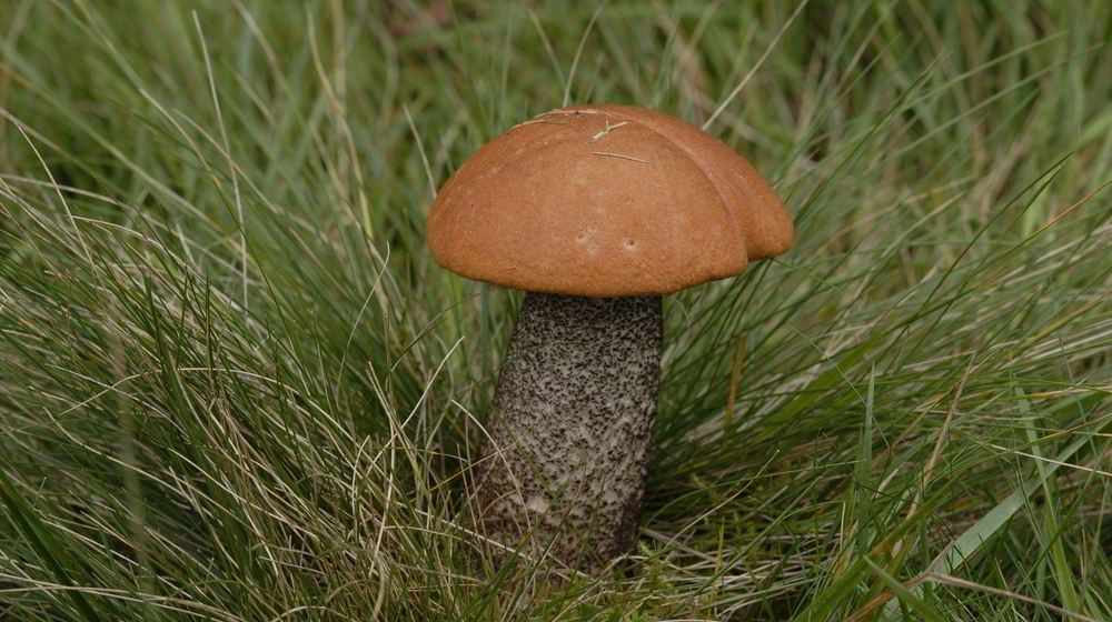 Как приготовить подосиновики в духовке