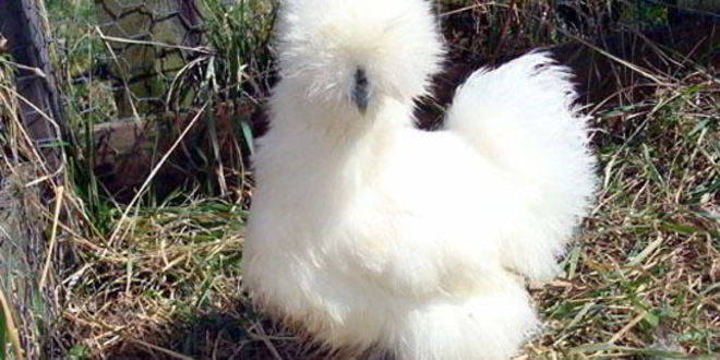 Рецепт черной курицы