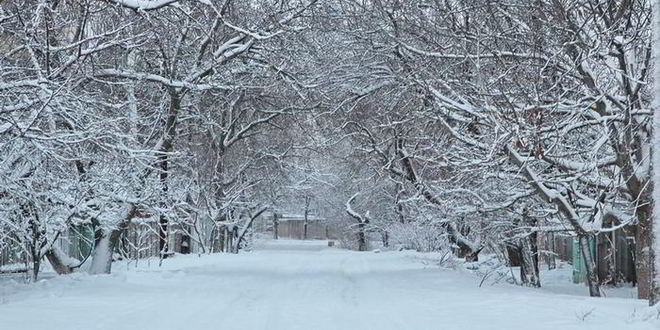 Рецепт свиной лопатки, запеченной в горчице