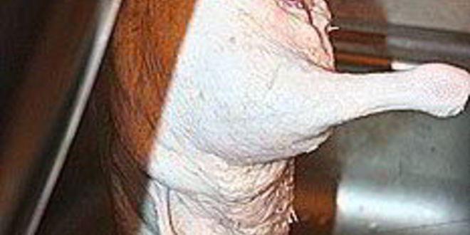 Рецепт утки по пекински