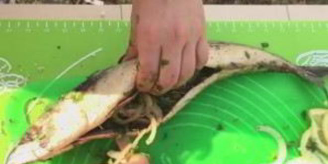 Рецепт нежной и сочная скумбрия на мангале