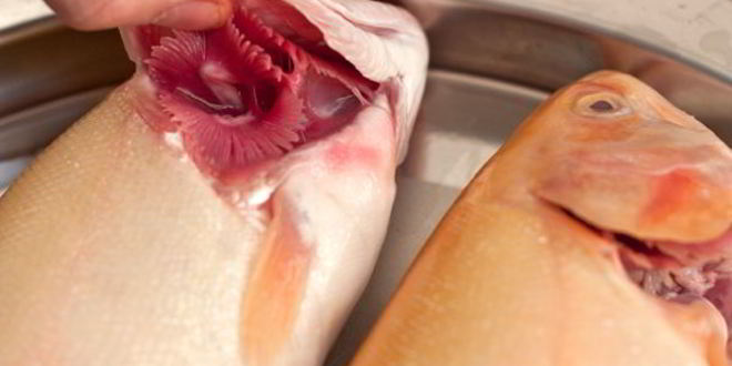 Рецепт янтарной форели запеченной с луком