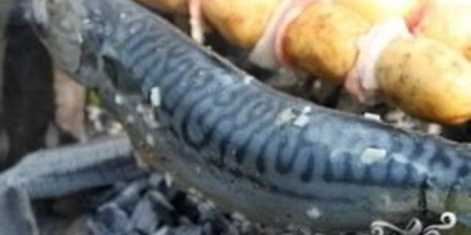 Рецепт шашлыка из скумбрии