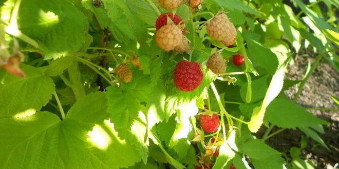 Рецепт овсянки с ягодами