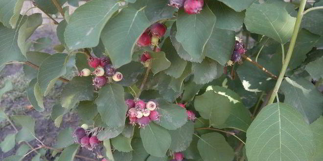 Рецепт овсянки с ягодами