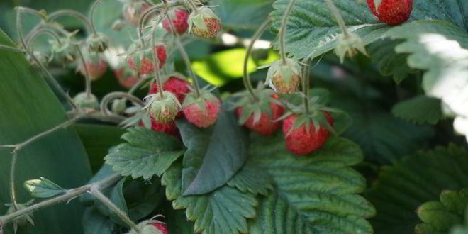 Рецепт овсянки с ягодами