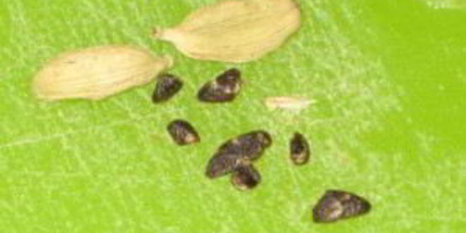 Рецепт чая гарам масала