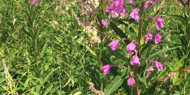 Рецепт чая кипрей