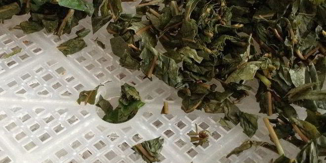 Рецепт чая кипрей