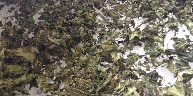 Рецепт чая кипрей