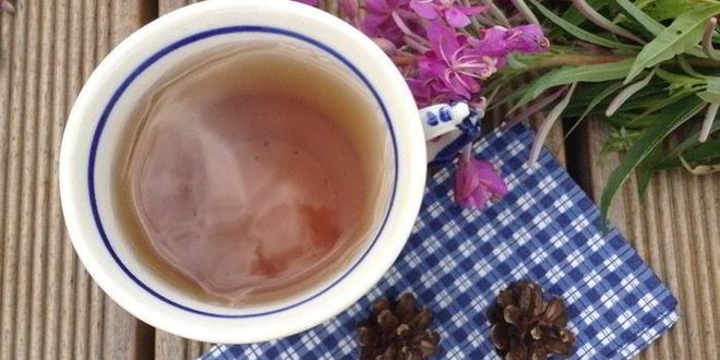 Рецепт чая кипрей