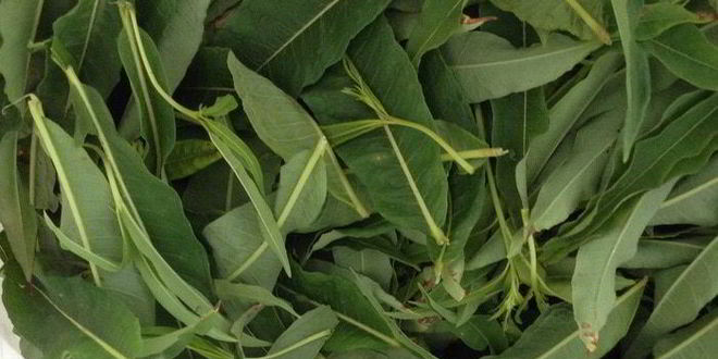 Рецепт чая кипрей