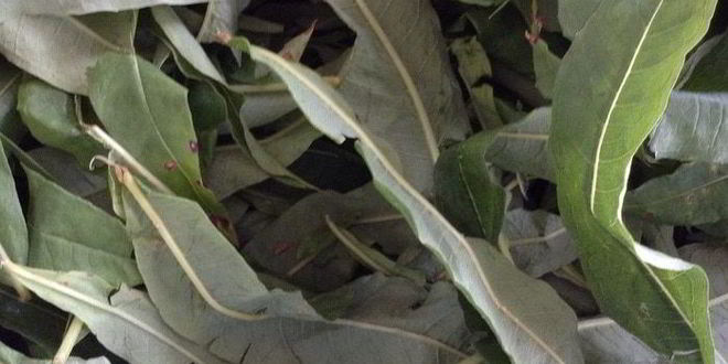 Рецепт чая кипрей