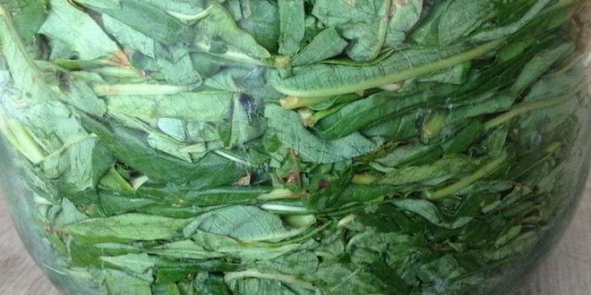 Рецепт чая кипрей