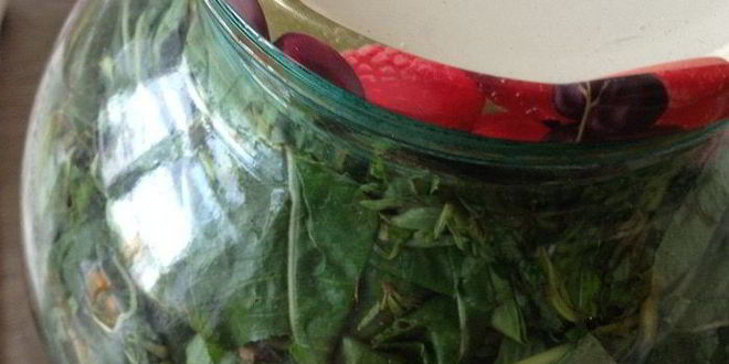 Рецепт чая кипрей