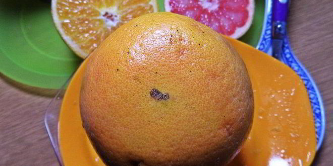 Рецепт чая пуэр с цитрусами и бальзамом