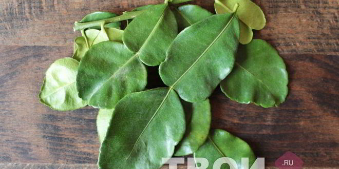 Рецепт фиточая