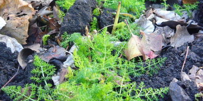 Рецепт клубнично-смородинового чай с фенхелем