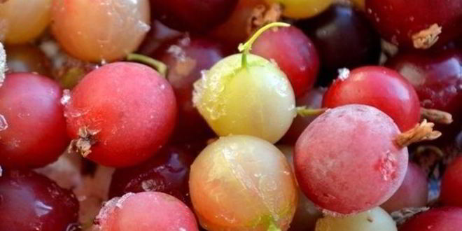 Рецепт морса из вишни и крыжовника