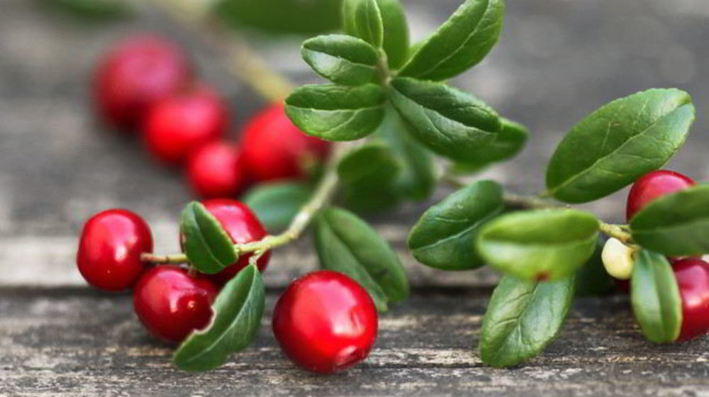 Как приготовить домашнюю наливку из брусники