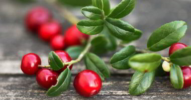 Рецепт Домашней наливки из брусники