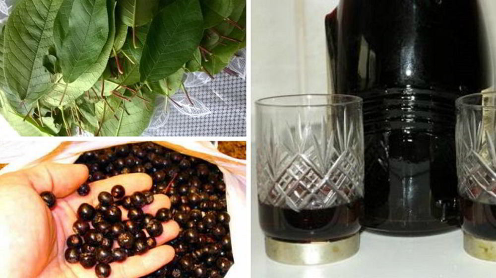 Как приготовить наливку 100 листьев