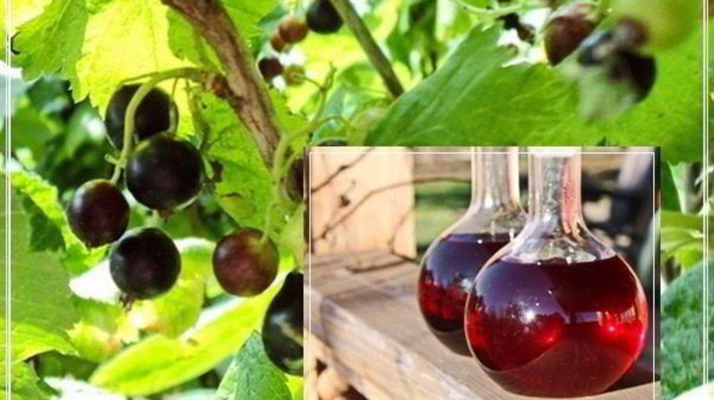 Как приготовить наливку черносмородиновую