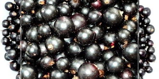 Рецепт наливки черносмородиновой