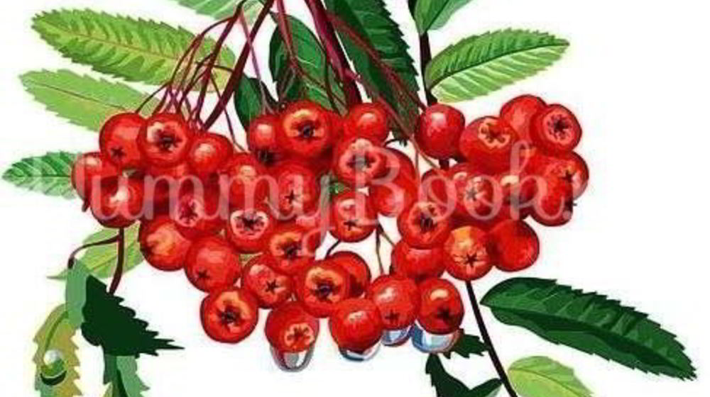 Как приготовить рябиновую наливку