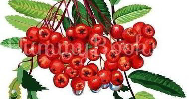 Рецепт Рябиновой наливки