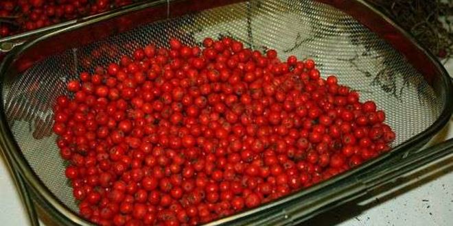 Рецепт рябиновой наливки