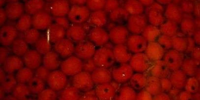 Рецепт рябиновой наливки