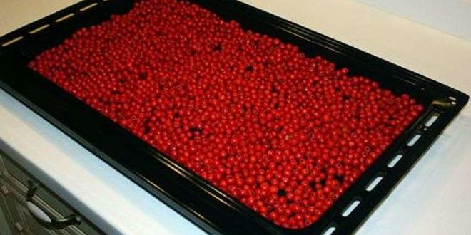 Рецепт рябиновой наливки