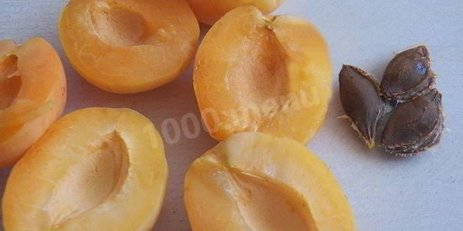 Рецепт абрикосовой настойки