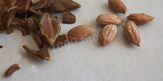 Рецепт абрикосовой настойки