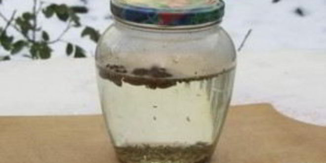 Рецепт анисовой настойки на самогоне