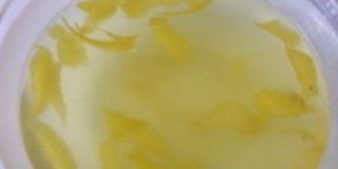 Рецепт лимонной настойки на спирту