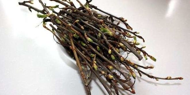 Рецепт настойки на смородиновых почках