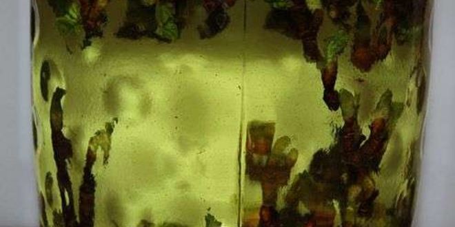 Рецепт настойки на смородиновых почках