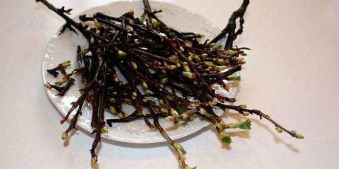 Рецепт настойки на смородиновых почках