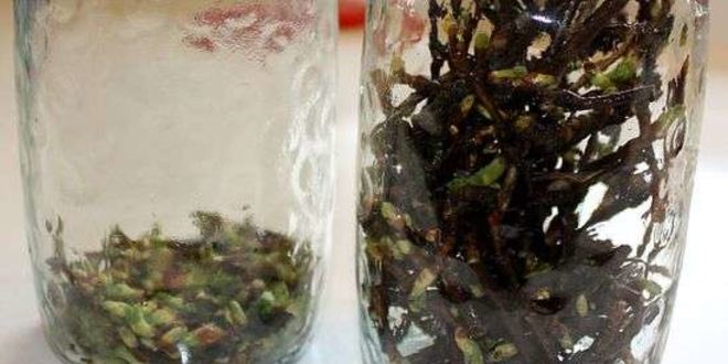 Рецепт настойки на смородиновых почках