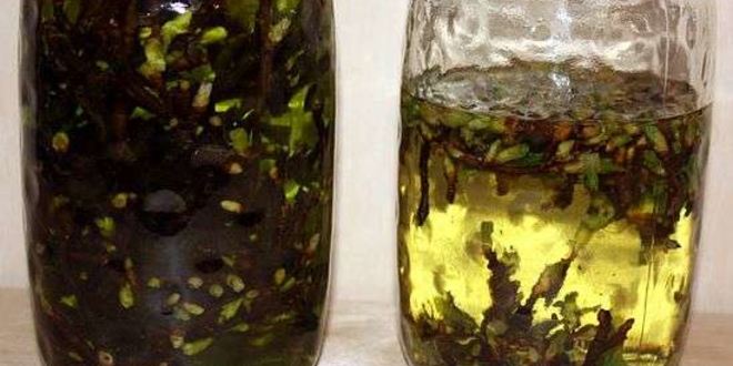 Рецепт настойки на смородиновых почках