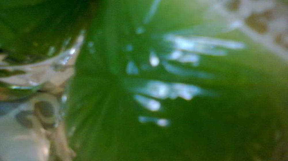 Как приготовить овощной сок зеленый