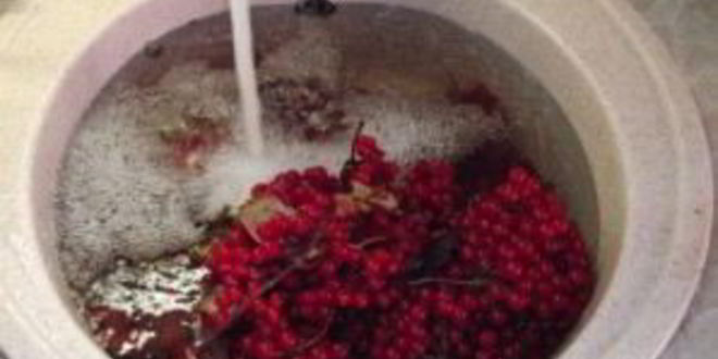 Рецепт сока из калины