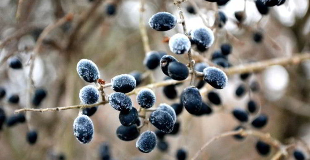 Рецепт кетчуп из болгарского перца на зиму